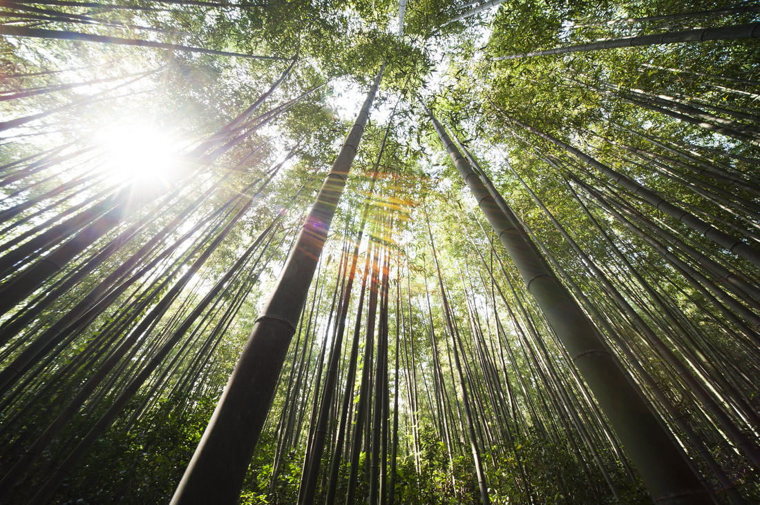 Why Bamboo is Boss in the Bedroom (and Beyond)